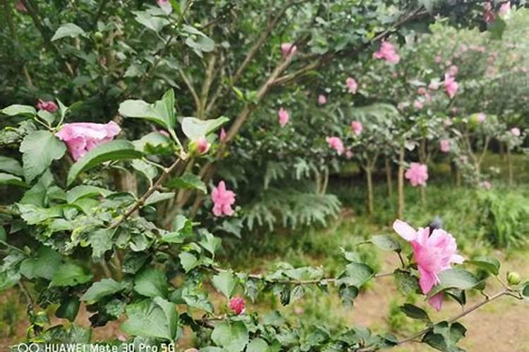 木槿花苞黄掉怎么办