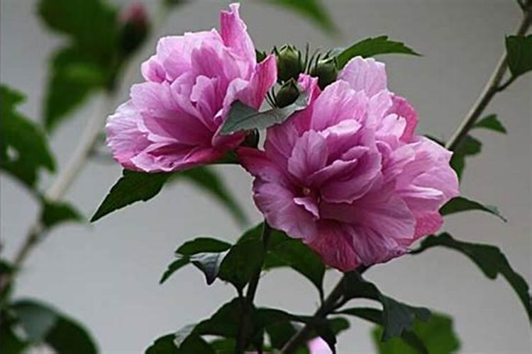 木槿花苞黄掉怎么办