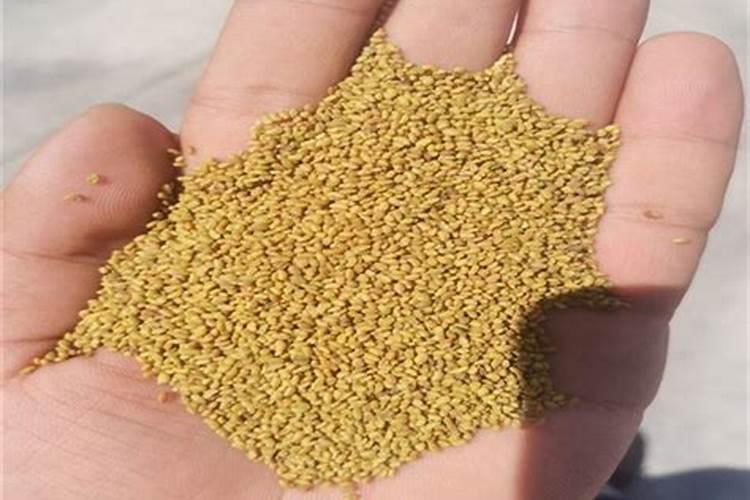 想要将玉米剥成玉米粒,有什么好用的方法吗？