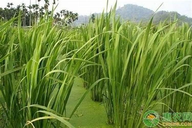 空心菜喜欢什么肥料