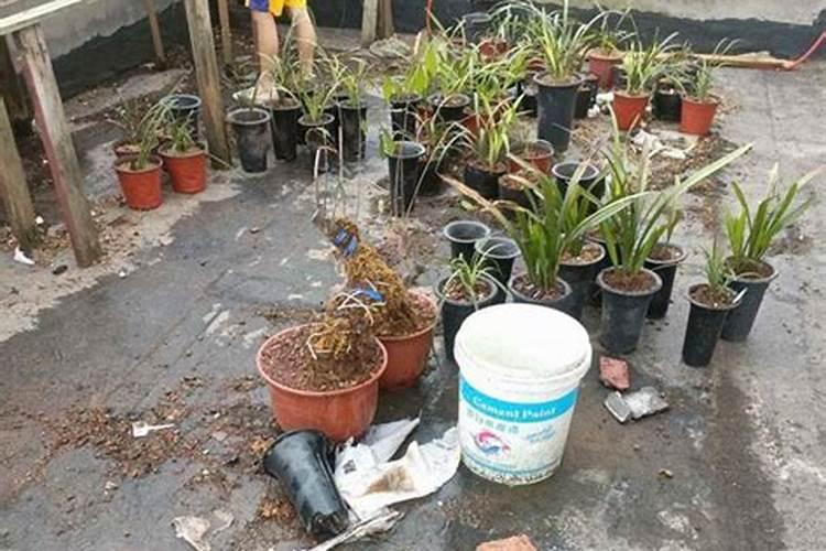 尿素加磷酸二氢钾作叶面肥配比多少