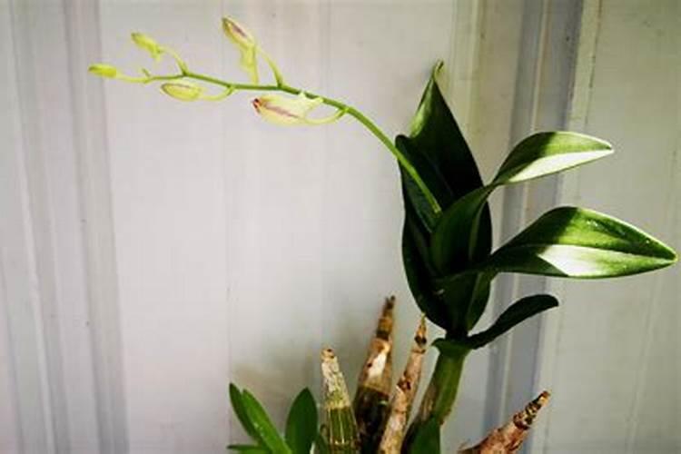 盆栽石斛兰花的叶面肥用那种好