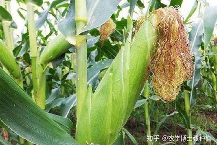 夏玉米的关键是要施好拔节肥,夏玉米拔节肥怎么施？