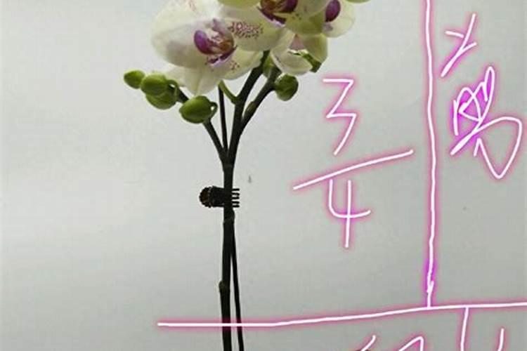 正在开花的蝴蝶兰需要施肥吗 蝴蝶兰怎么施肥