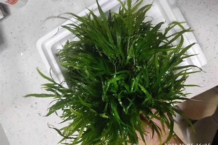 水草必须用液肥吗