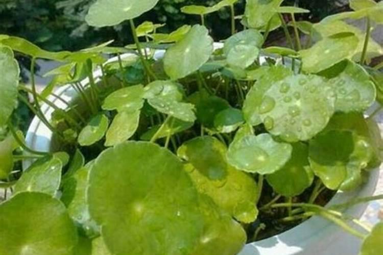 铜钱草浇什么肥最好