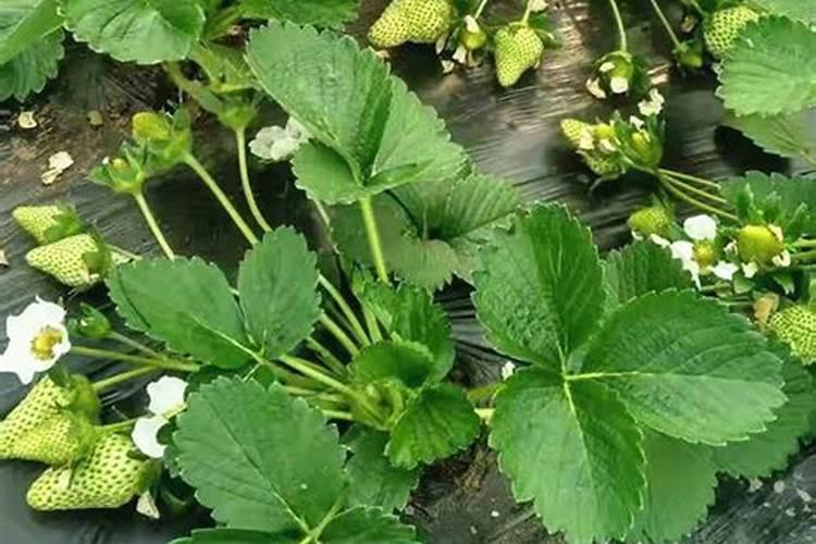 草莓花期可以施肥吗