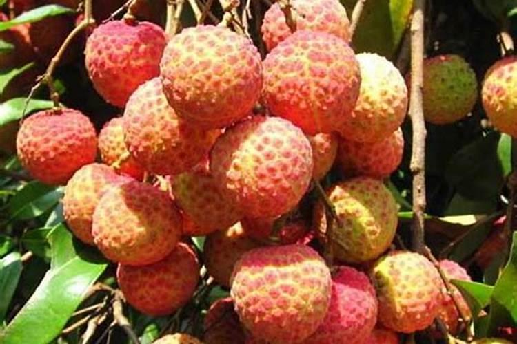 荔枝施什么肥料最好