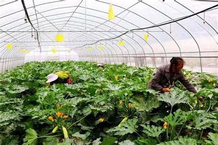 日光温室早春茬西葫芦如何进行水肥管理？