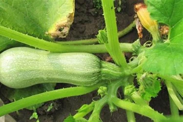 大棚西葫芦压蔓裁培西葫芦养殖方法总结