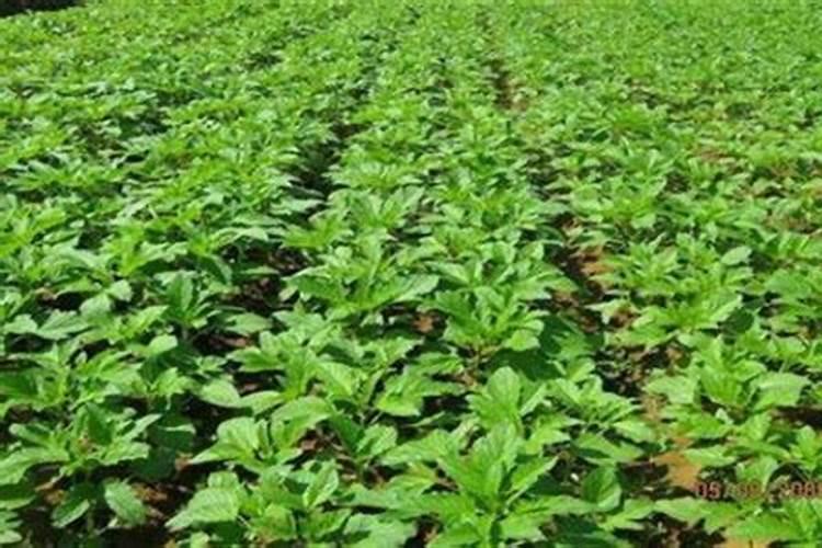 玉米治顶腐病可以加腐植酸叶面肥吗？