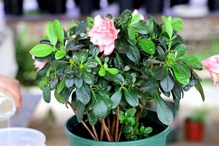 杜鹃花浇什么肥料最好