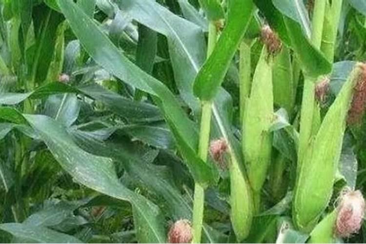 种植玉米,要什么时候打叶面肥合适？