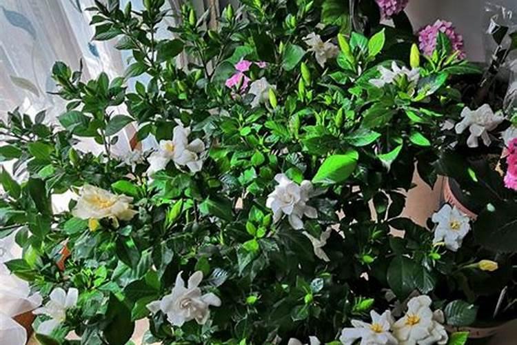 盆栽栀子花怎么施肥