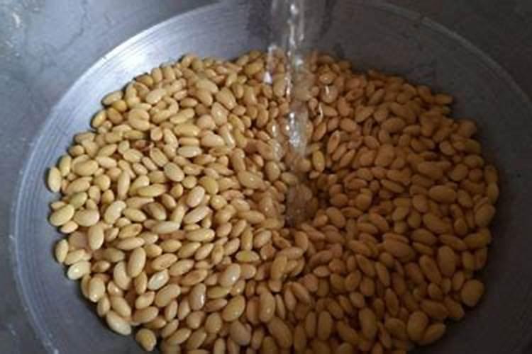 绿萝如何用黄豆水养护长势飞快