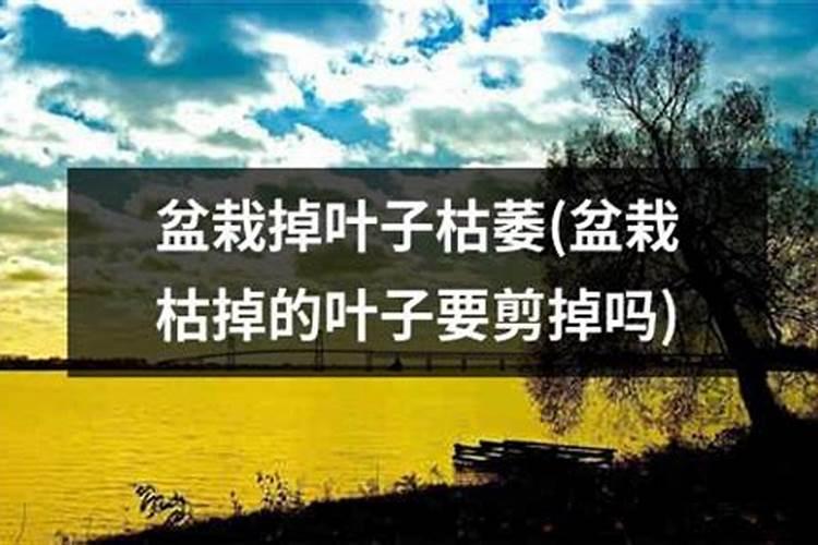 枯树叶怎样发酵成肥料？