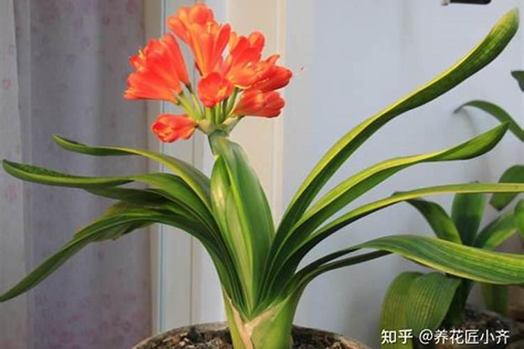 君子兰花谢后需要施什么肥