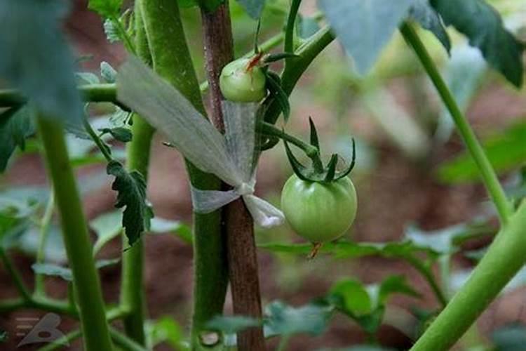 大棚西红柿啥时期冲施高磷肥？