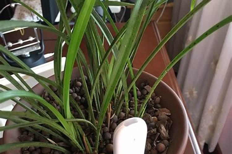 兰花要怎么才能开花 花期养护方法