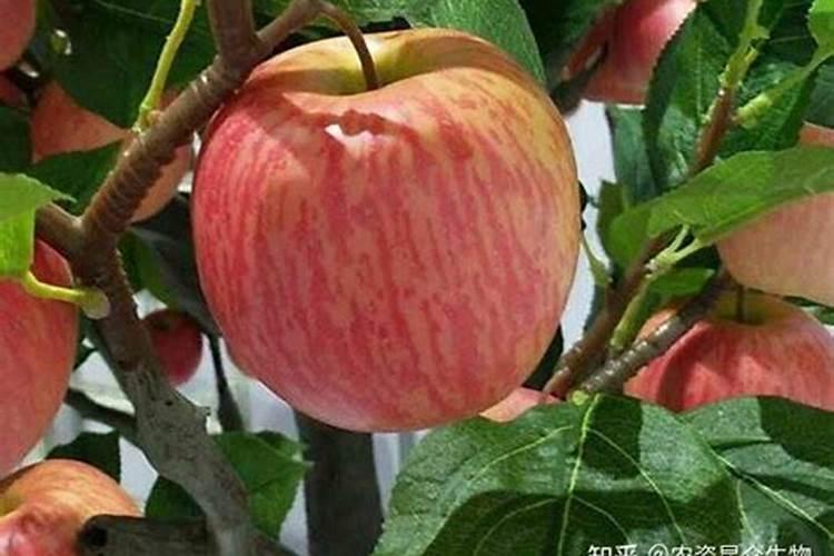 苹果树八月末还可不可以使用矿源黄腐酸钾施肥？