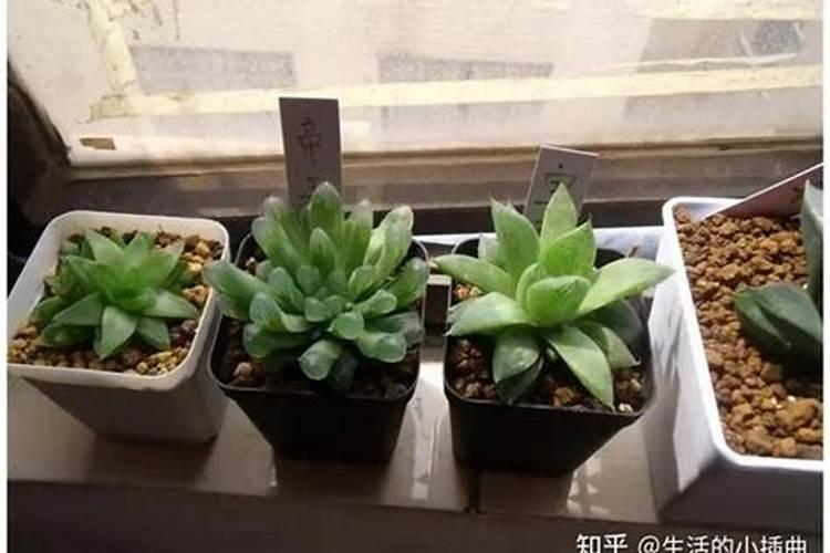 钾肥对多肉的作用