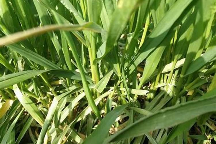 小麦硼肥的最佳使用时期