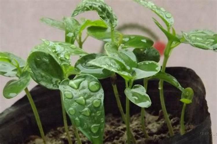 百香果施什么肥挂果多