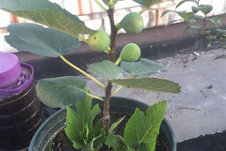 无花果树什么时候扦插最好成活率高