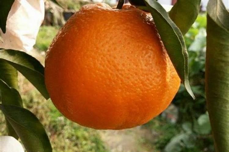 冬天给茂谷柑果子下肥还可以吸收吗？