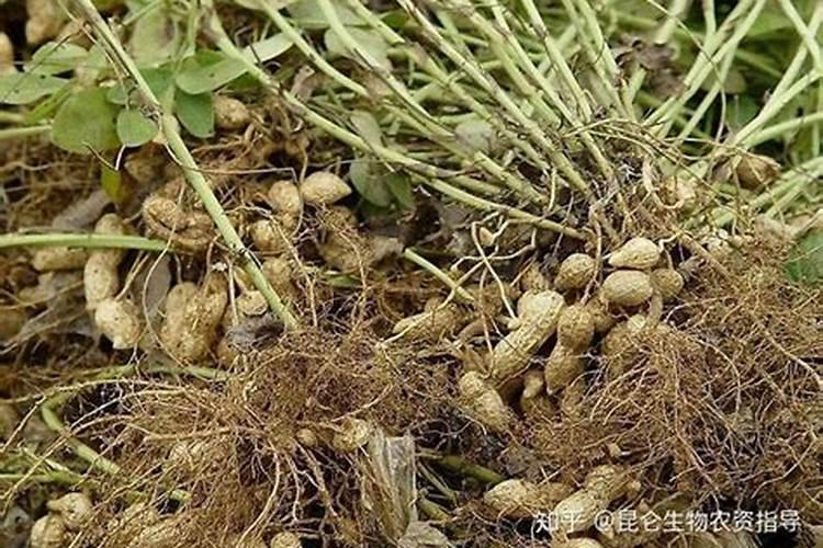 花生叶面肥用什么高产 什么时候施肥好