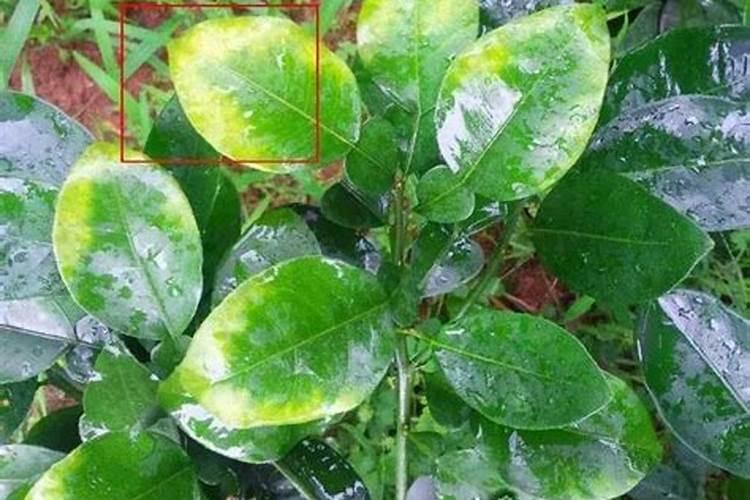打黄瓜用什么叶面肥好