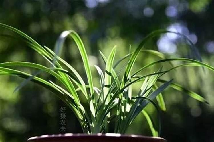 什么叶面肥能使叶子快速变绿变厚？