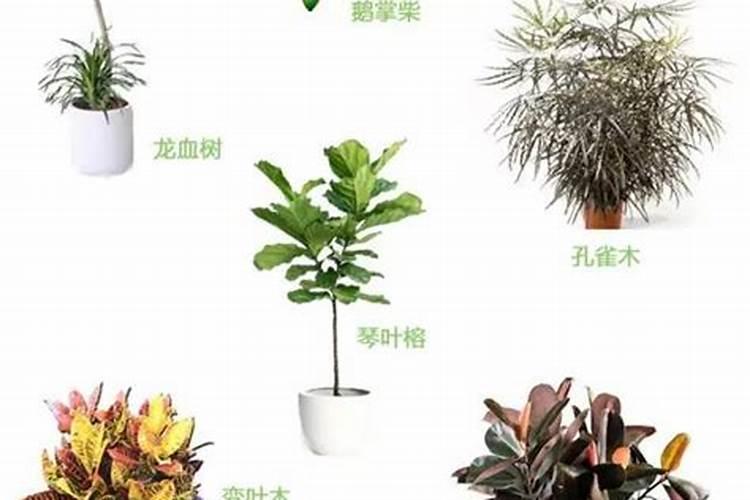 什么叶面肥能增厚叶子