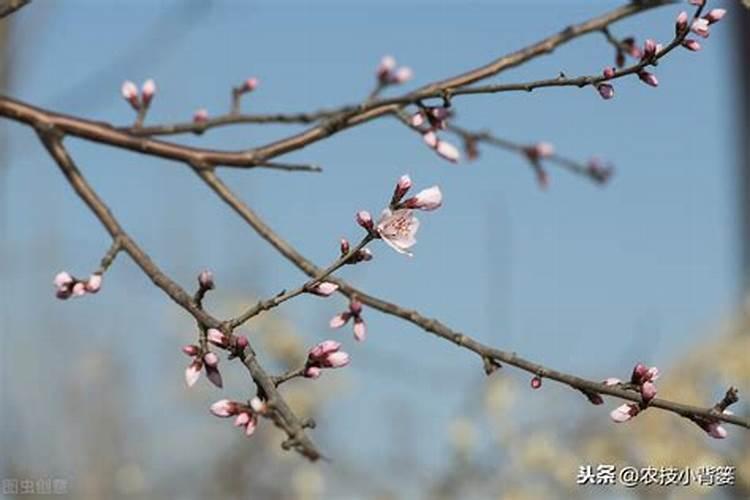 春季桃树应该怎么施肥产量高 春季桃树应该如何施肥产量高
