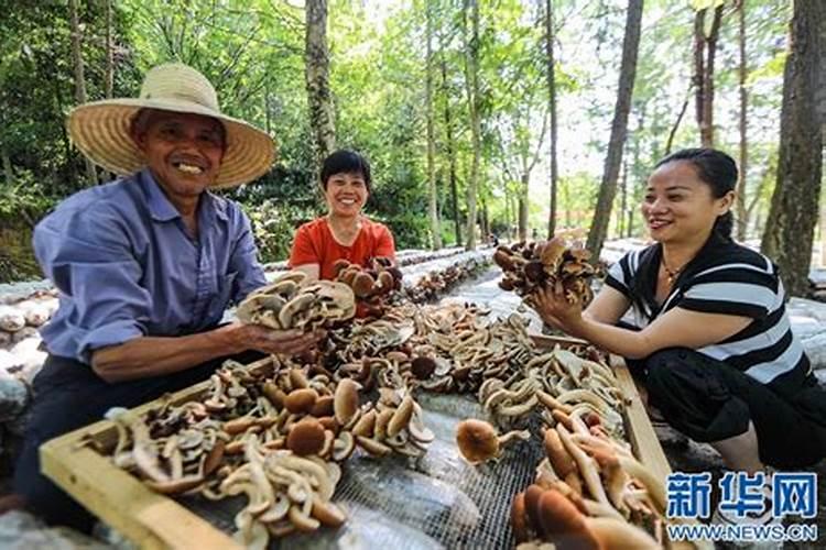 有机肥料可分为哪几类？各类的主要特点是什么？