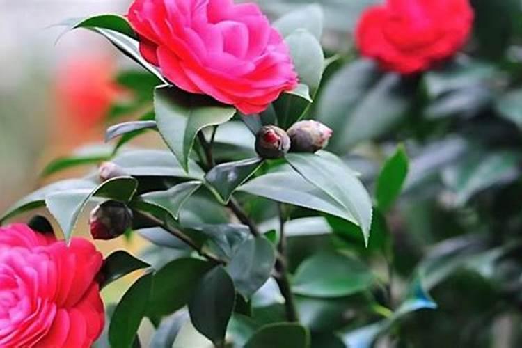 茶花什么时候施肥最好