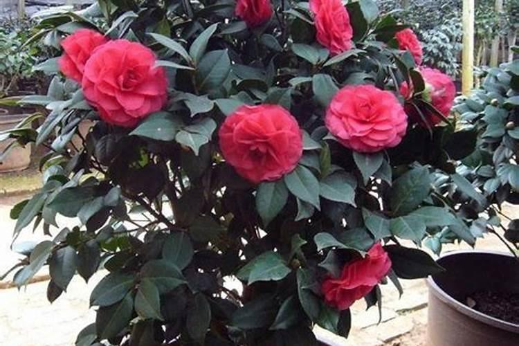 茶花什么时候施肥最好