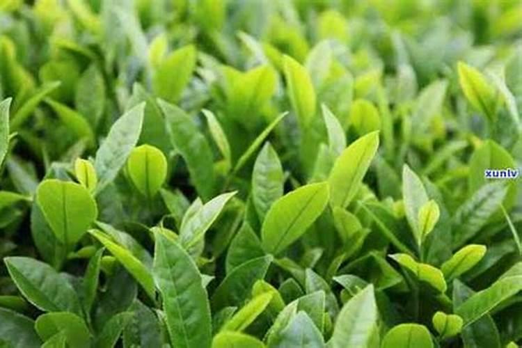 给茶树施什么肥