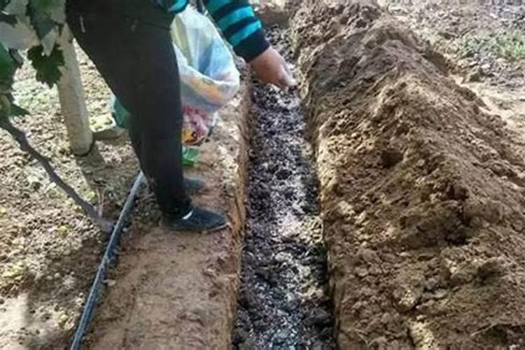 氮肥怎么施