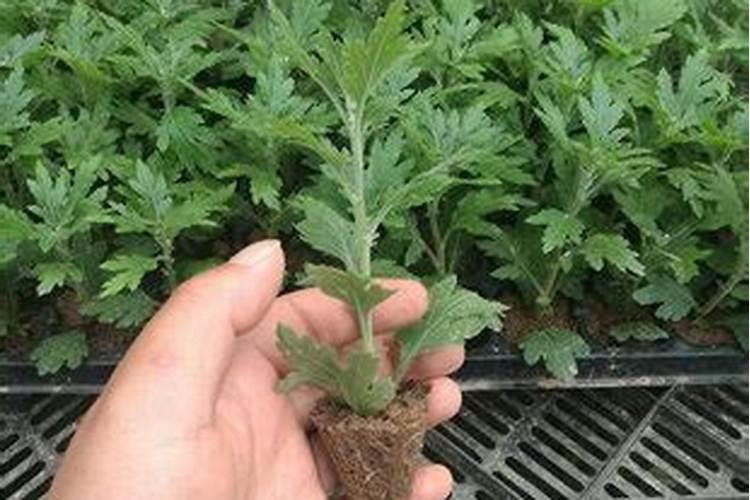甜叶菊的种植方法及田间管理