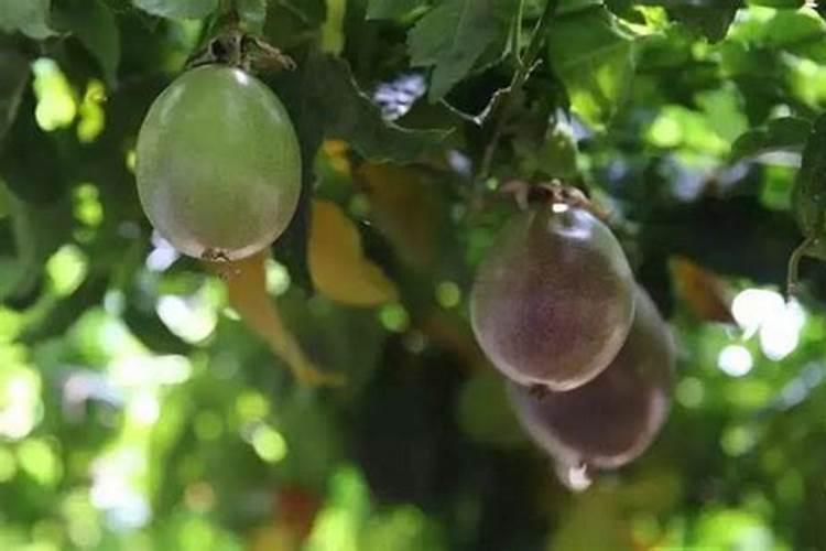 百香果成熟期要施肥吗 施什么肥效果好