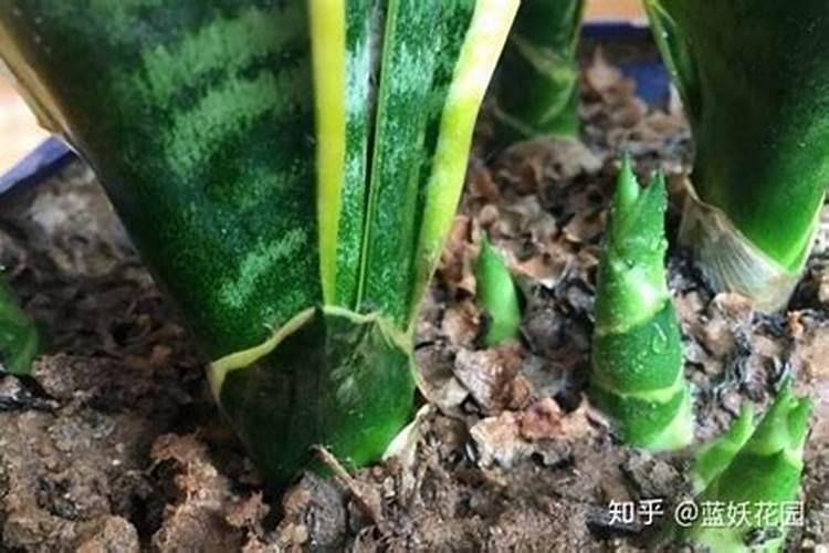 虎皮兰需要施肥吗