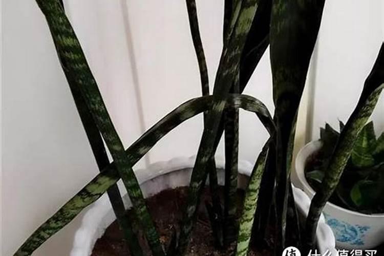 虎皮兰用什么肥料最好