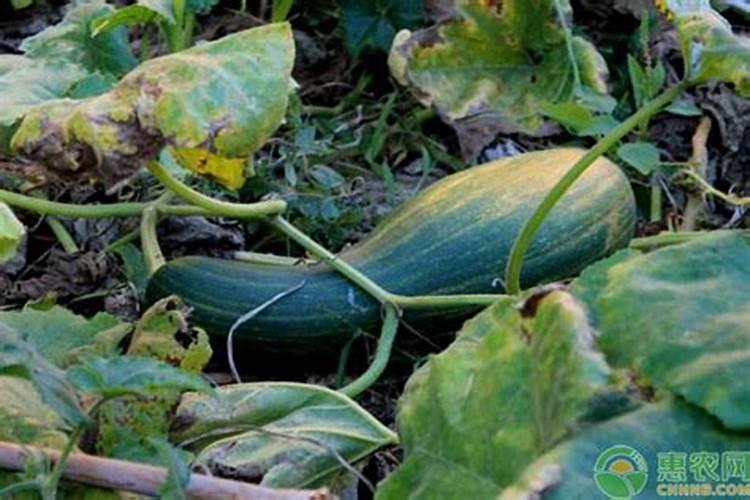 倭瓜的种植与管理