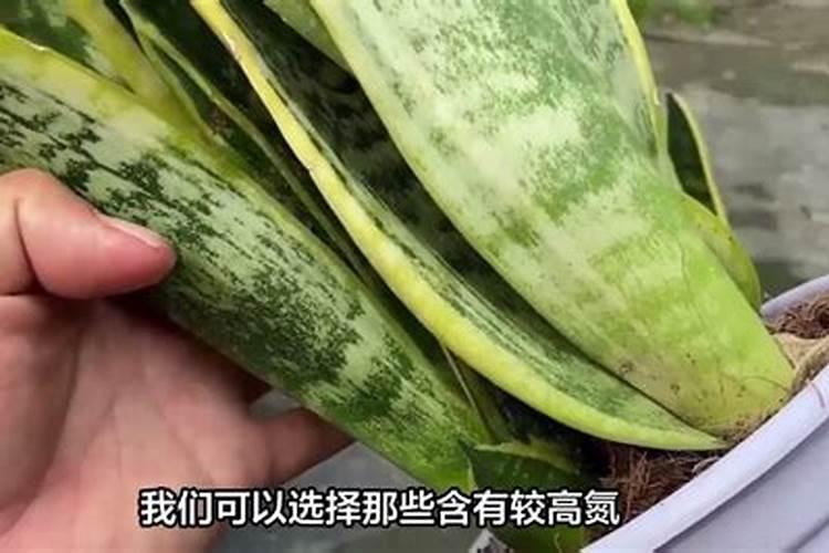 怎样让虎皮兰长的肥壮 虎皮兰叶片怎么养的肥厚壮实