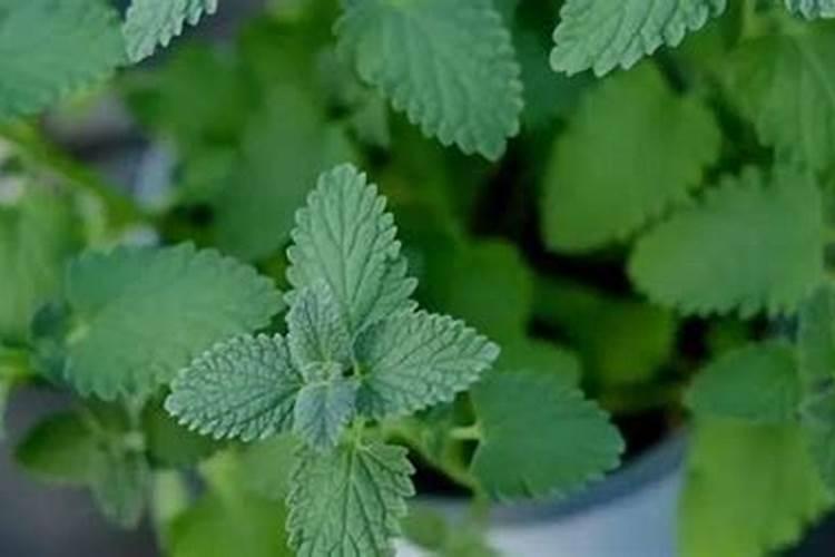 香菜,小葱,薄荷应施什么肥