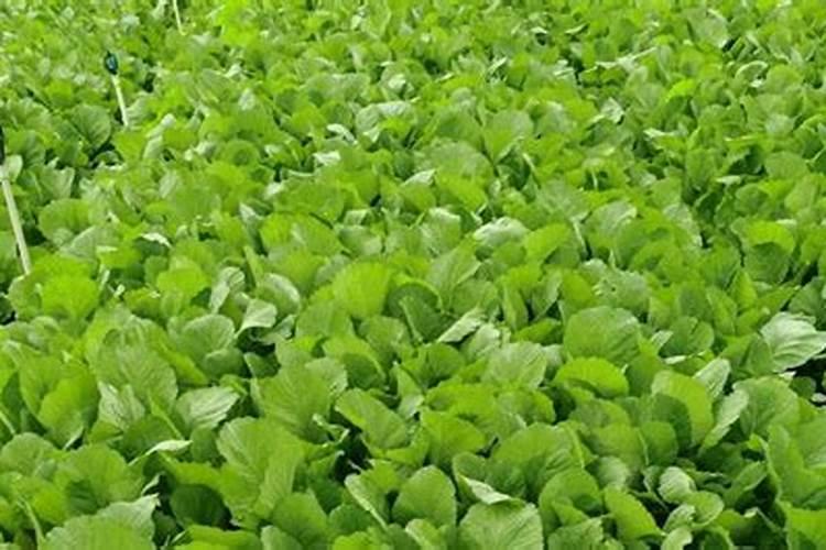 莴笋小苗移植浇水太多会有什么反应？