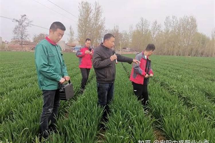 小麦喜欢什么肥料