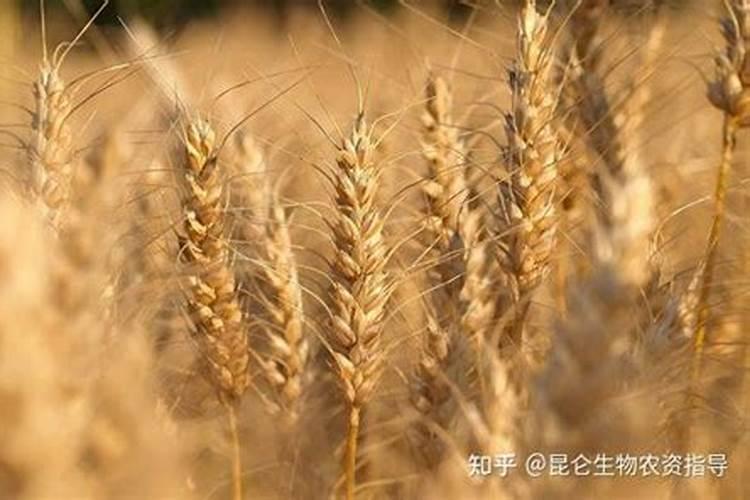 小麦各个时期施什么肥,怎么施肥好