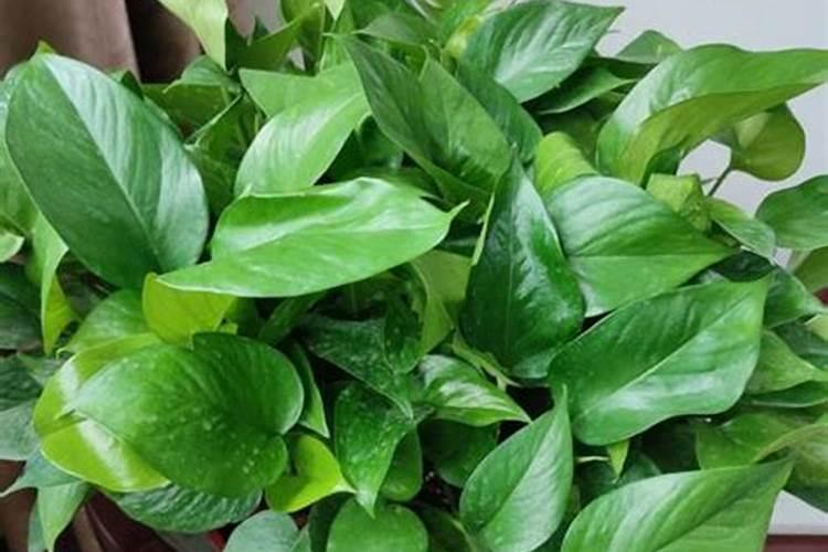 家里养栀子花有哪些妙招,简单易学,学会后保证叶子油绿开花旺盛？
